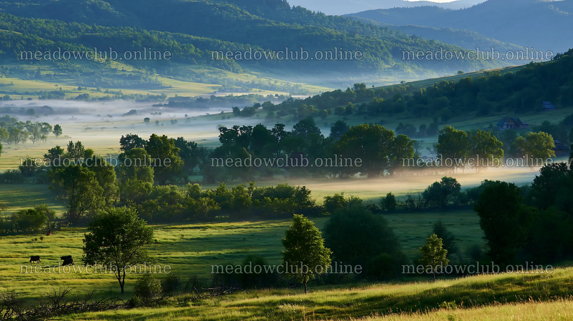 Transylvania summer hay meadows with morning mist – meadow photos 10608x5938