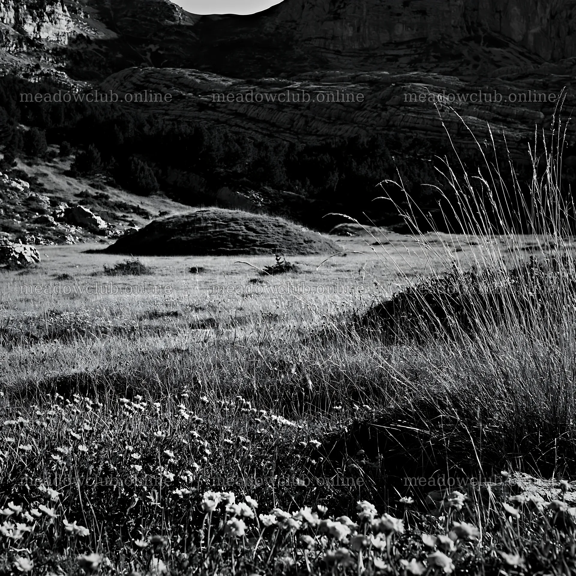 Meadow with mountain background in black and white – meadow photos 7938x7938