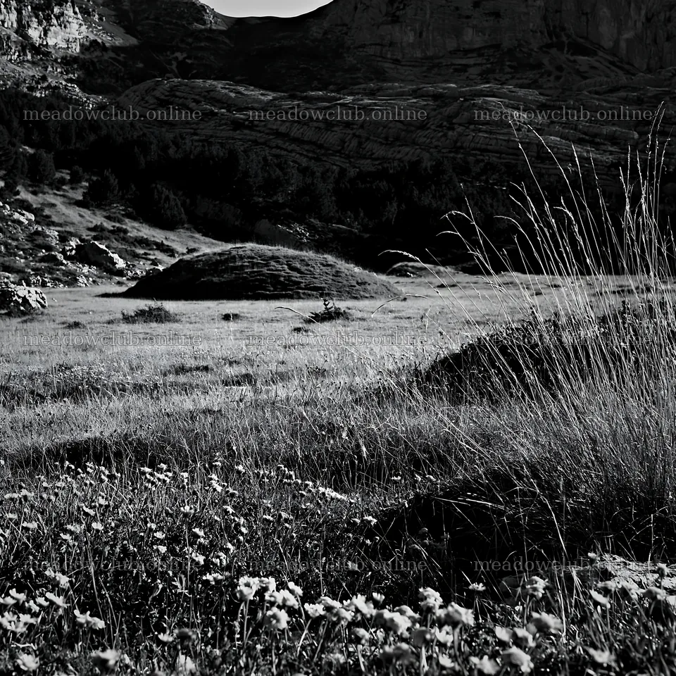 Meadow with mountain background in black and white – meadow photos 7938x7938