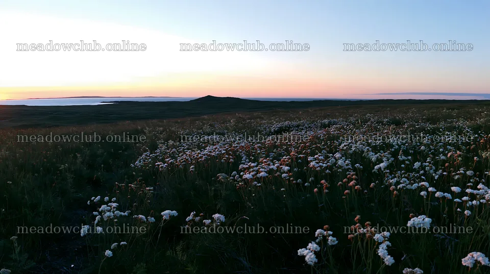 Yarrow meadow bloom during sunset in a natural landscape – meadow photos 10608x5938