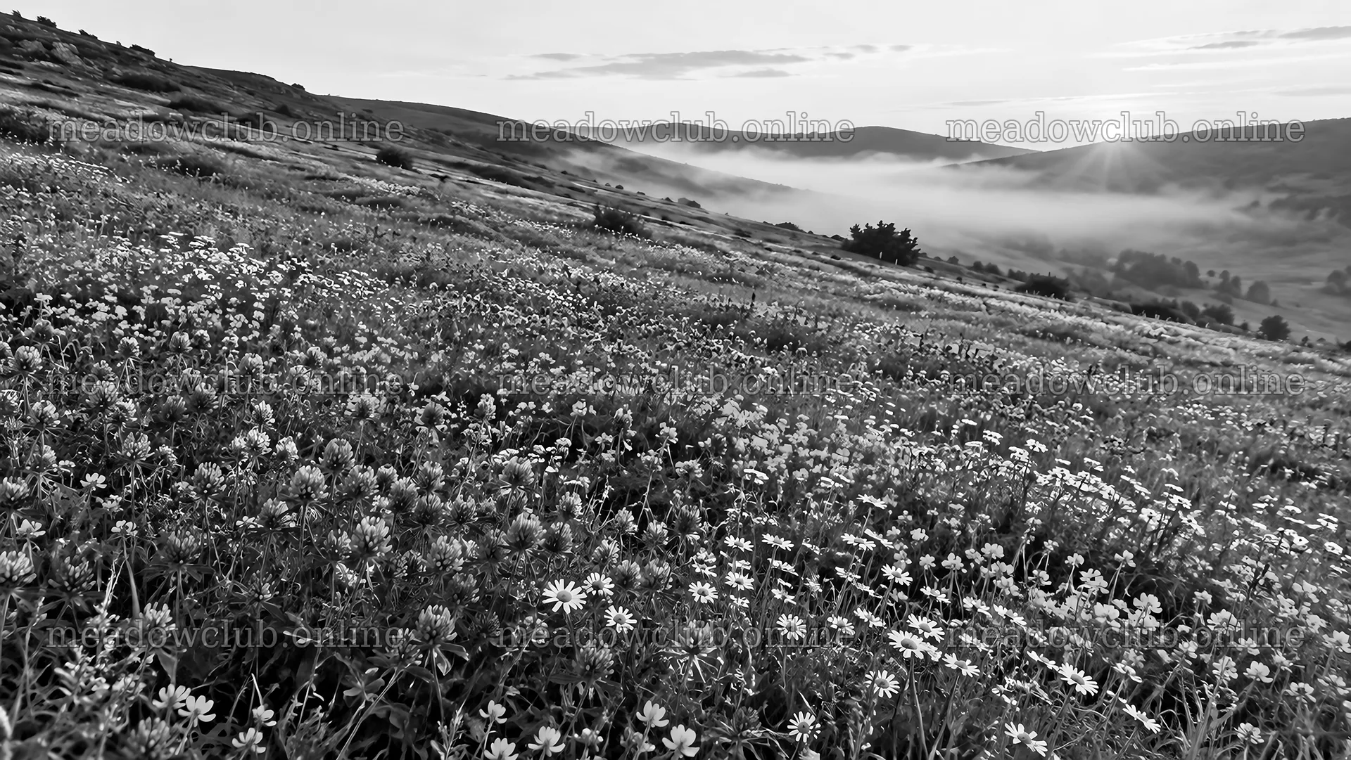 Wildflower Meadow Above a Misty Valley at Sunrise – meadow photos 10324x5812
