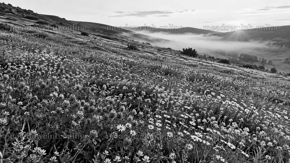 Wildflower Meadow Above a Misty Valley at Sunrise – meadow photos 10324x5812