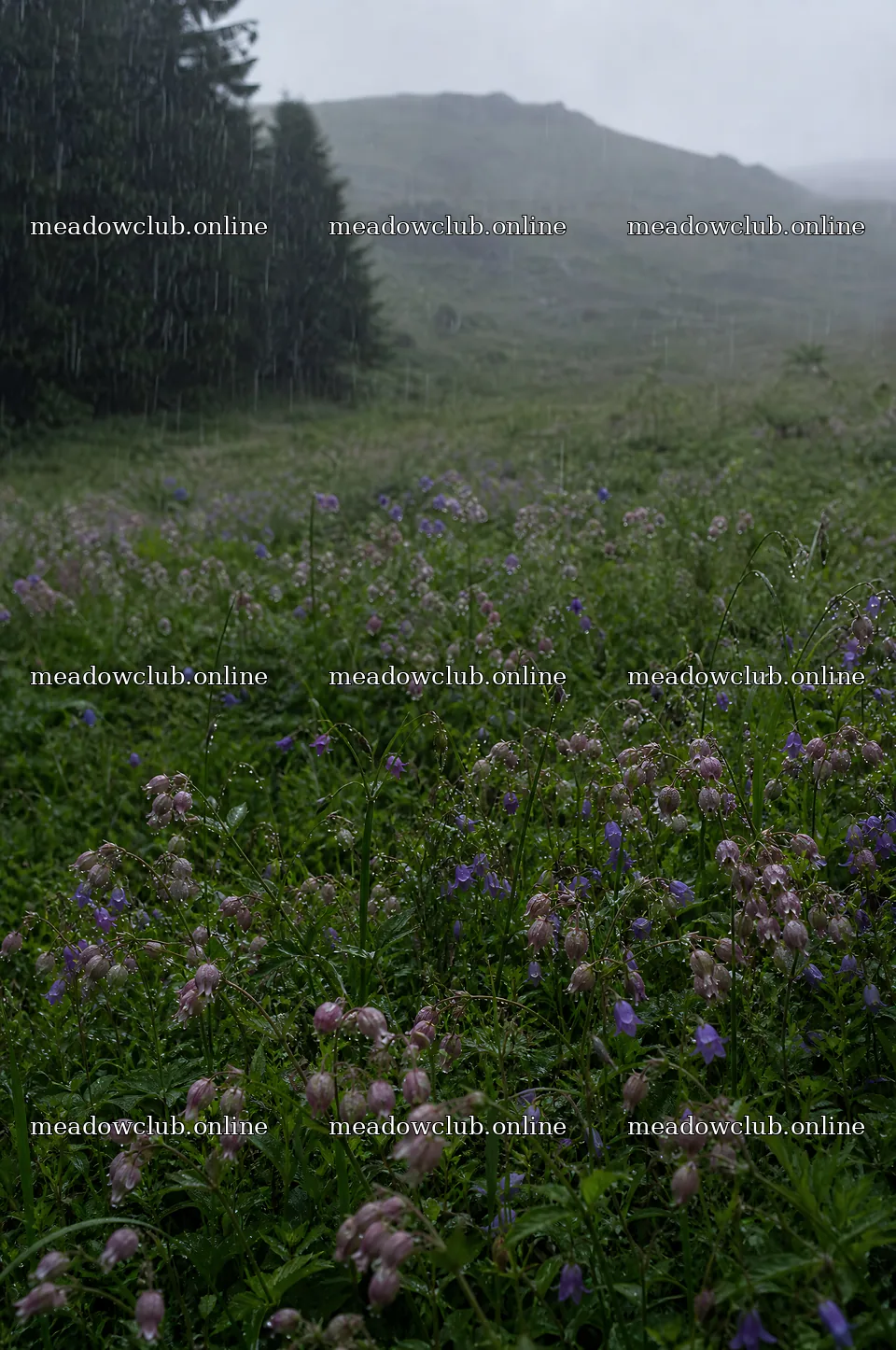 Campion bellflower meadow during rain – meadow photos 6468x9740