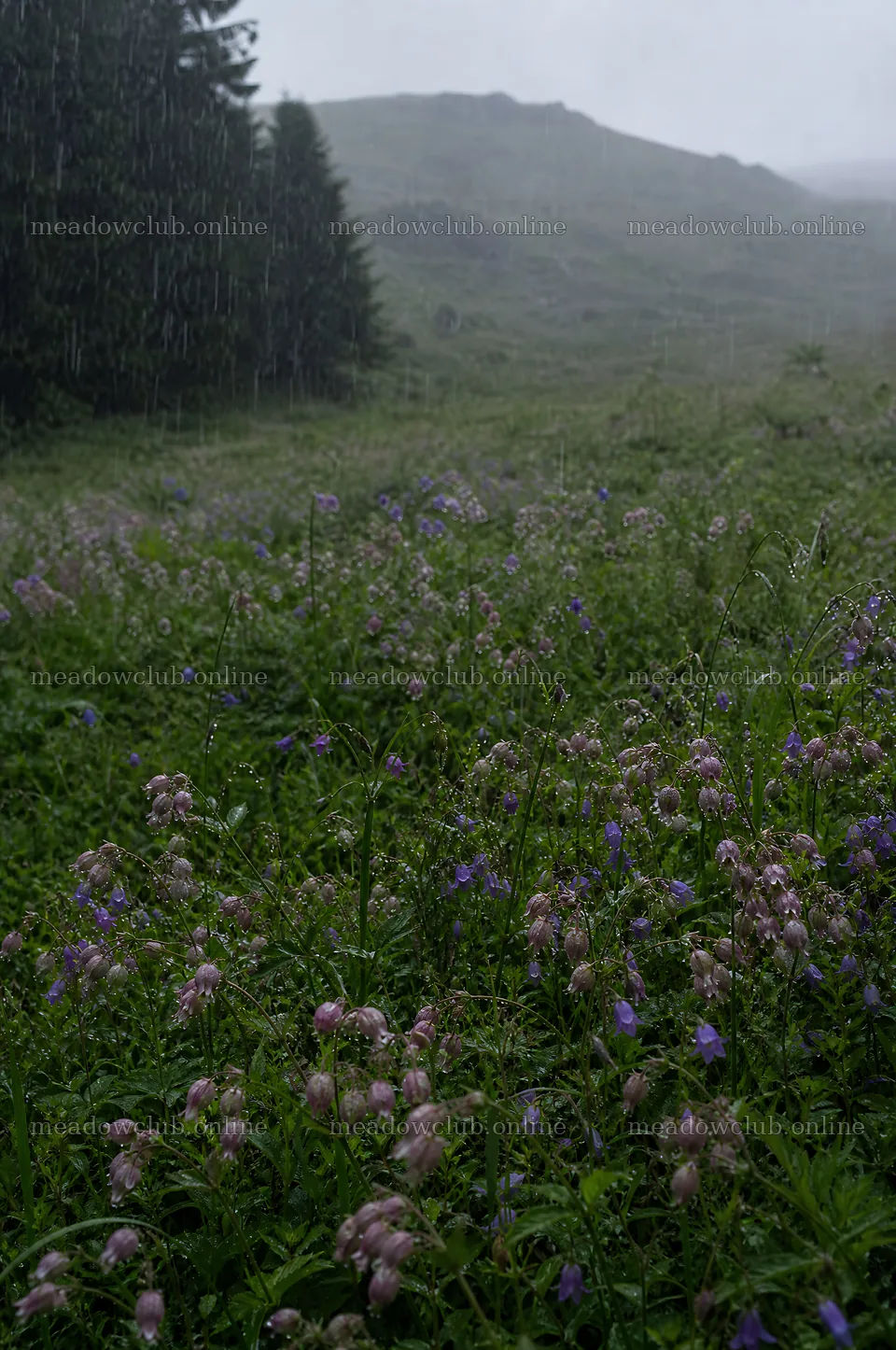 Campion bellflower meadow during rain – meadow photos 6468x9740