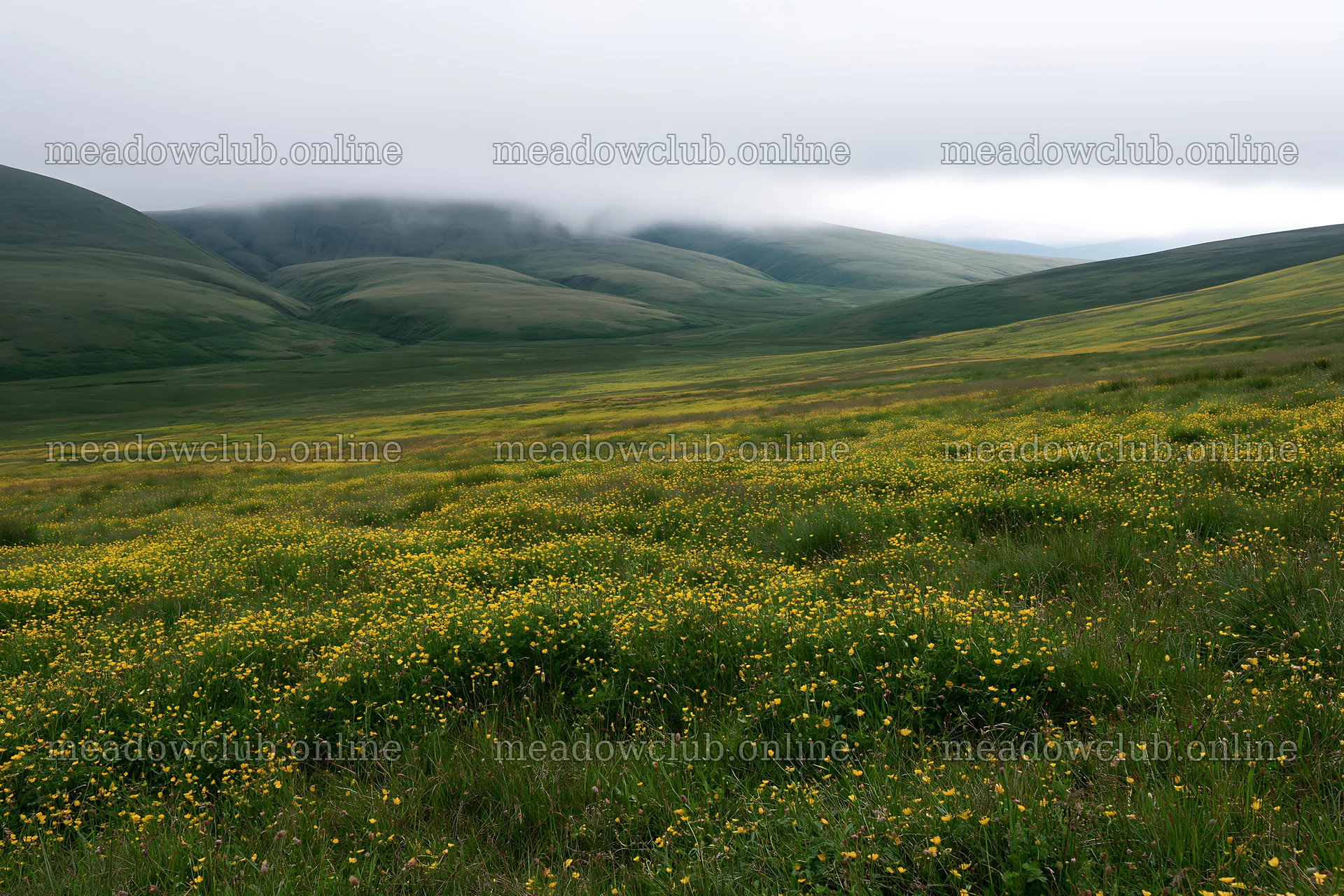 Buttercup meadow in a green landscape with hills and clouds – meadow photos 9722x6480