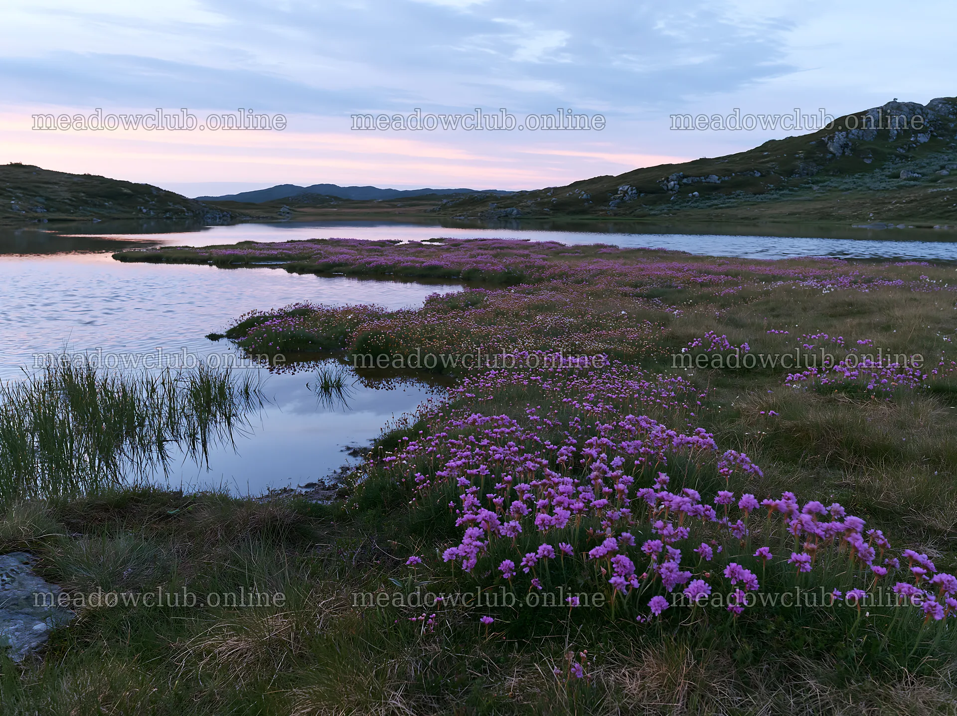 Regenerative meadow with flowers and water at sunset – meadow photos 9174x6866