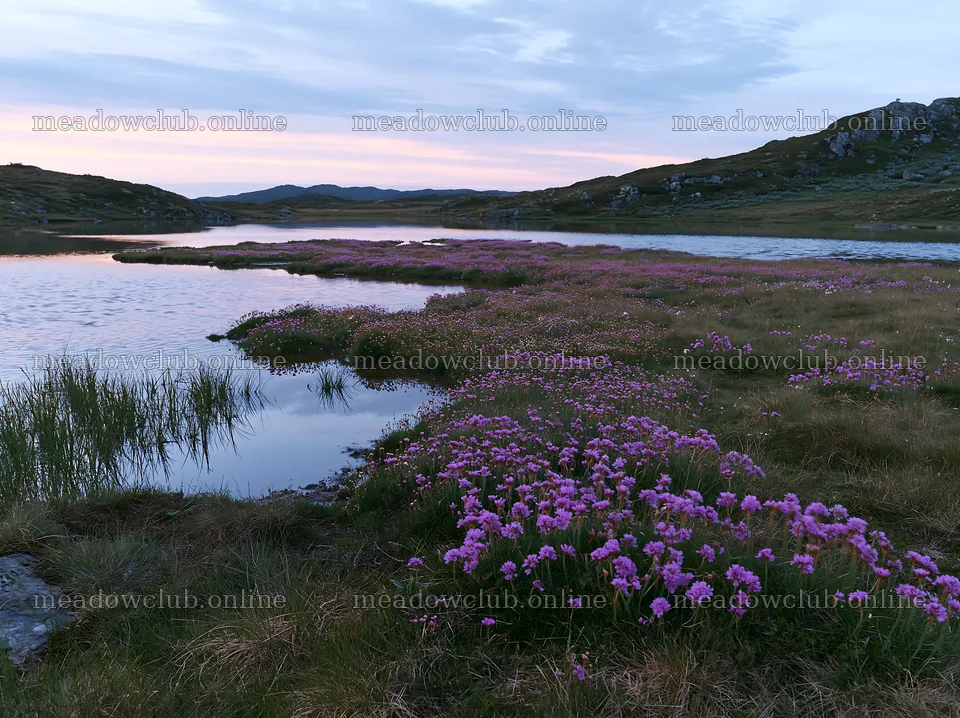 Regenerative meadow with flowers and water at sunset – meadow photos 9174x6866