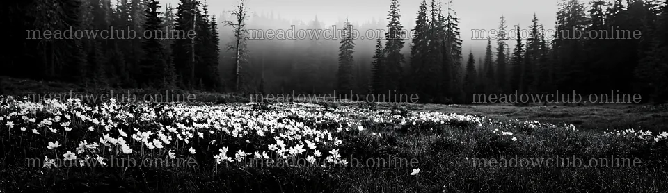 Misty forest meadow with flowers in the foreground – meadow photos 14762x4268