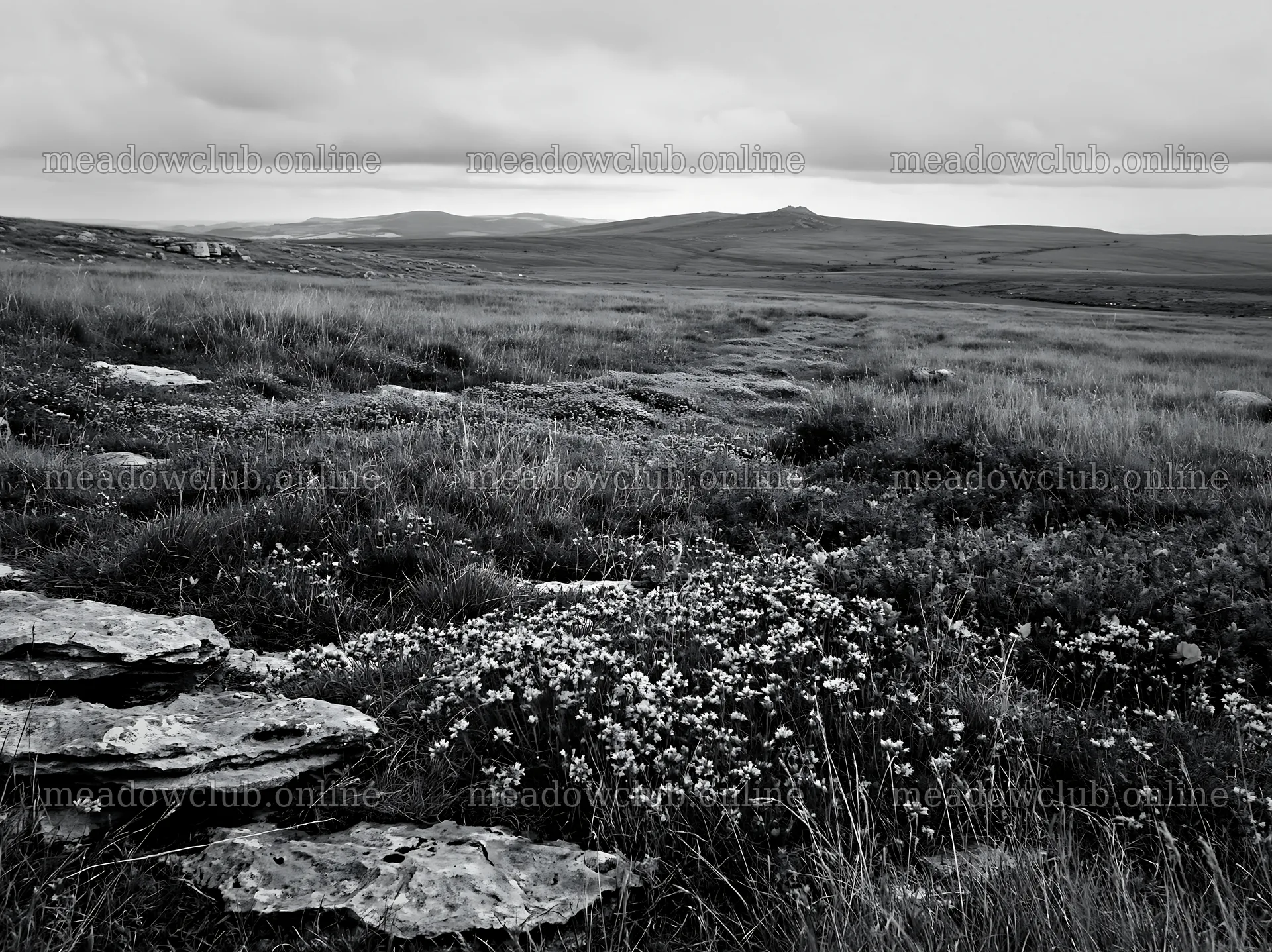 Cloudy limestone meadow with wildflowers and rocky foreground – meadow photos 9174x6866