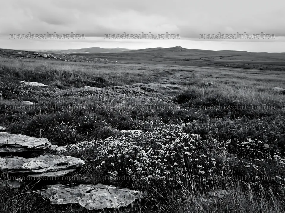 Cloudy limestone meadow with wildflowers and rocky foreground – meadow photos 9174x6866