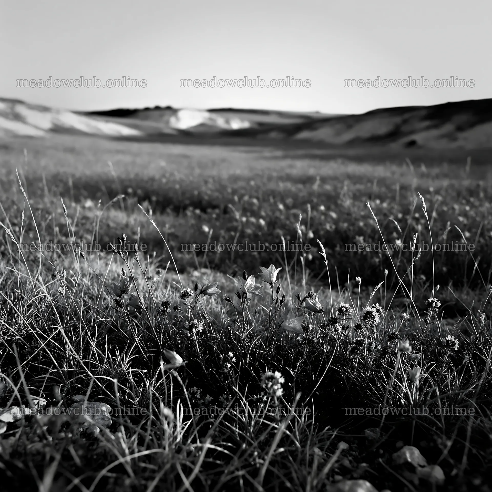 Sunny dry meadow with low grass and flowers in black and white – meadow photos 7938x7938