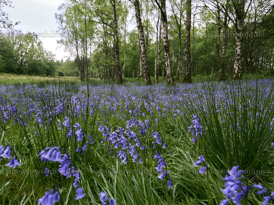 Meadow filled with bluebell flowers under birch trees – meadow photos 9174x6866