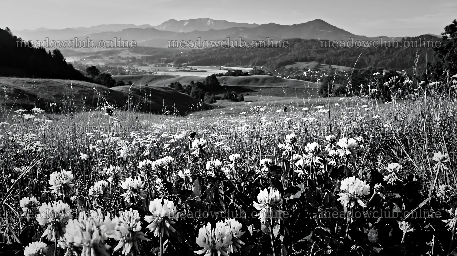 Rolling valley meadows with wildflowers and distant mountains – meadow photos 10608x5938
