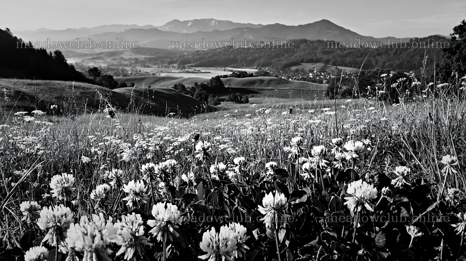 Rolling valley meadows with wildflowers and distant mountains – meadow photos 10608x5938