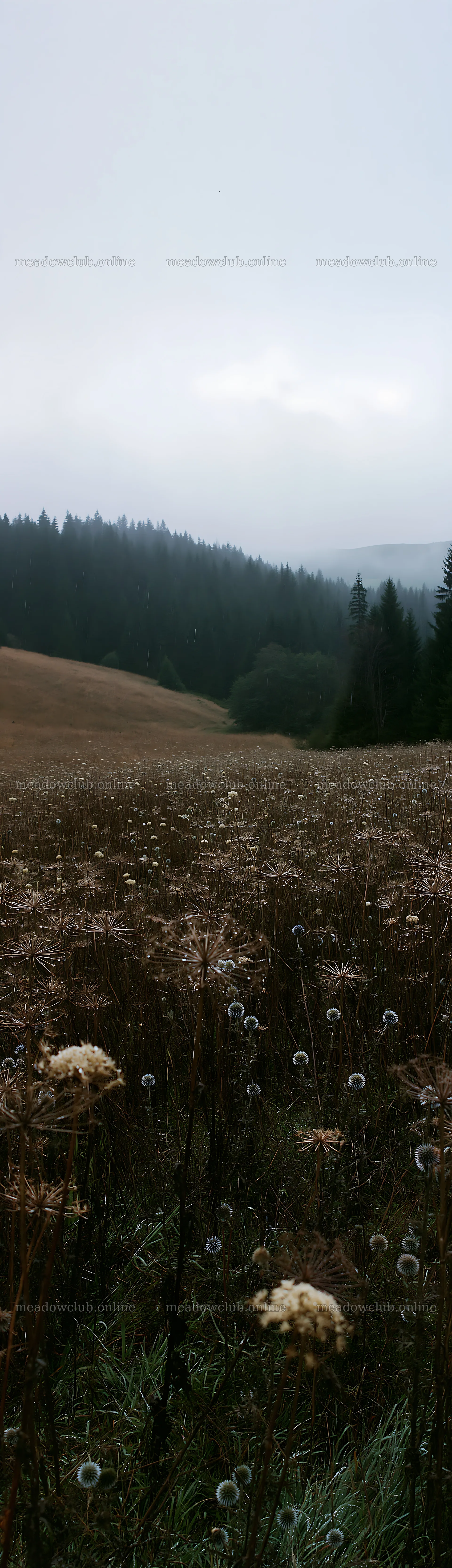 Seedhead meadow under cloudy skies in a rural landscape – meadow photos 4268x14762