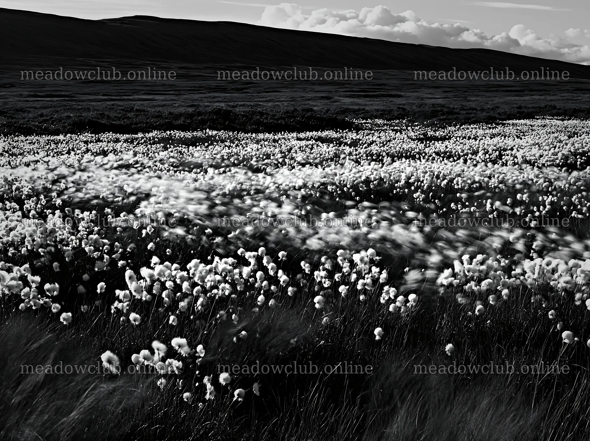 Cottongrass meadow landscape with gentle movement – meadow photos 9174x6866