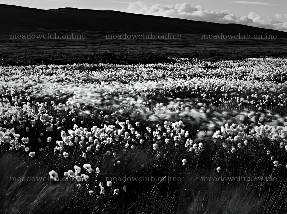 Cottongrass meadow landscape with gentle movement – meadow photos 9174x6866