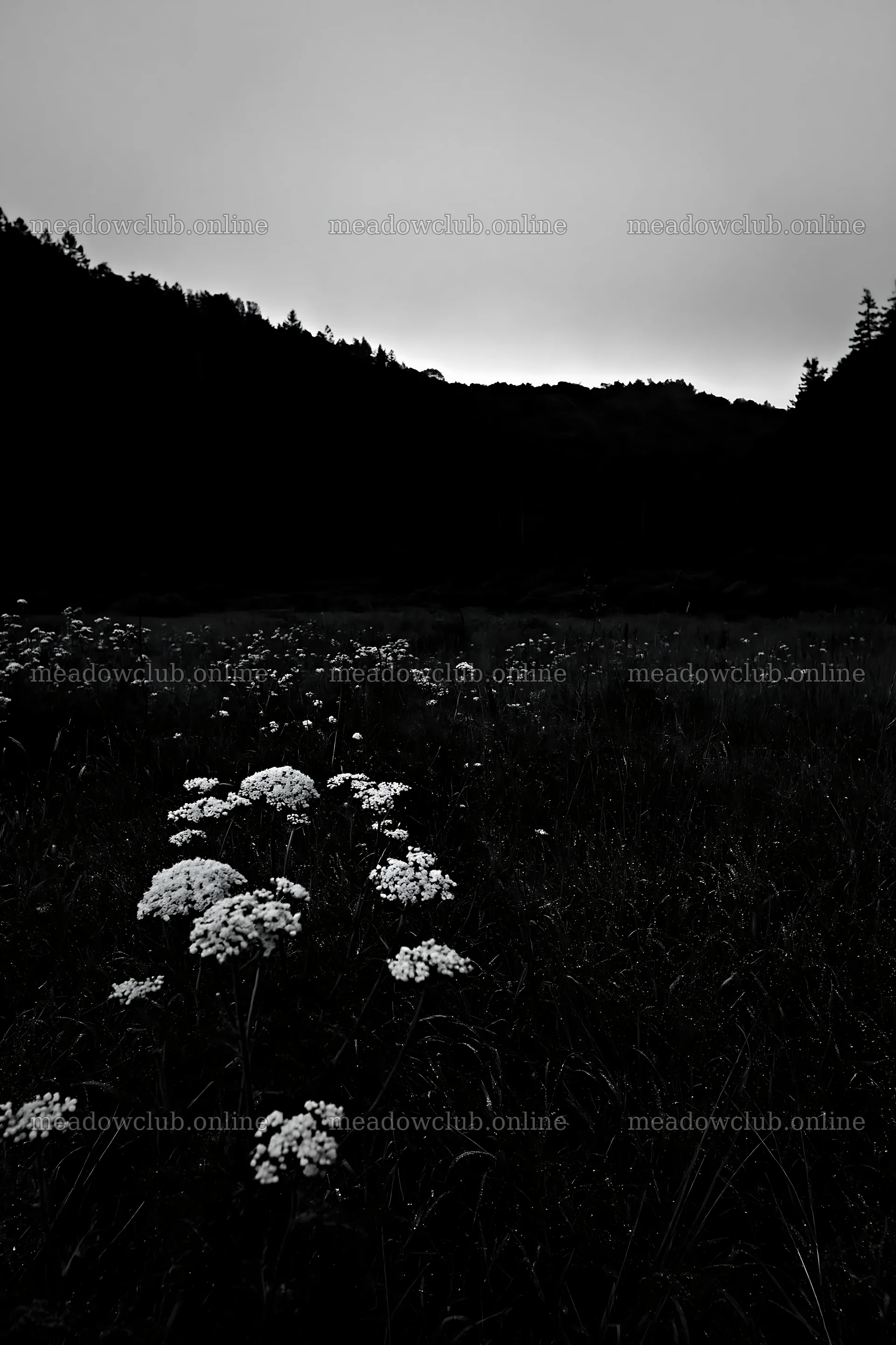 Rainy valley meadow with white flowers in dark landscape – meadow photos 6480x9722