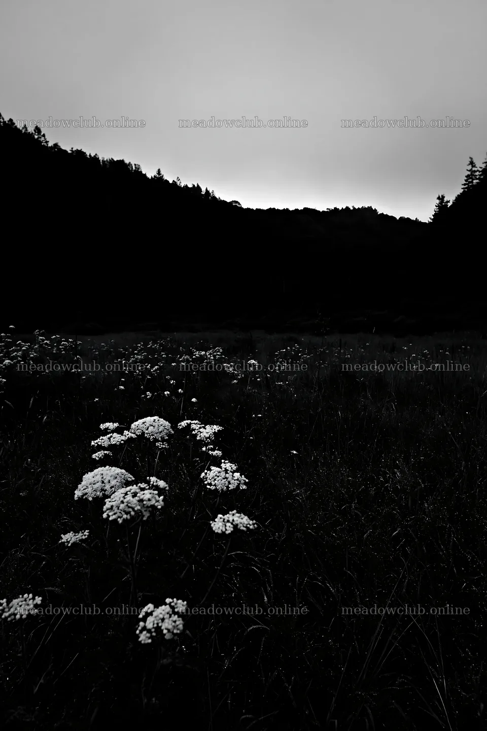Rainy valley meadow with white flowers in dark landscape – meadow photos 6480x9722
