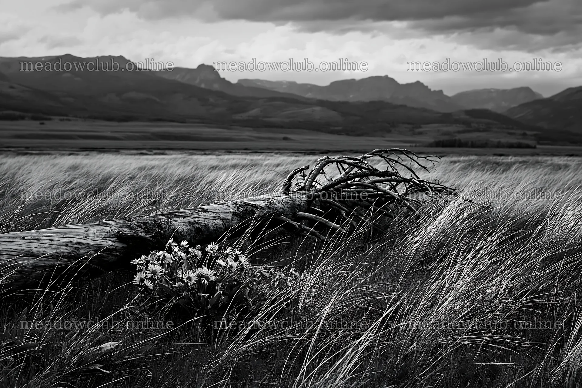 Weathered log in grassy meadow with mountains in background – meadow photos 9722x6480
