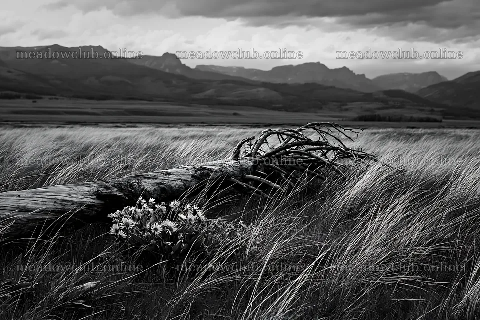 Weathered log in grassy meadow with mountains in background – meadow photos 9722x6480