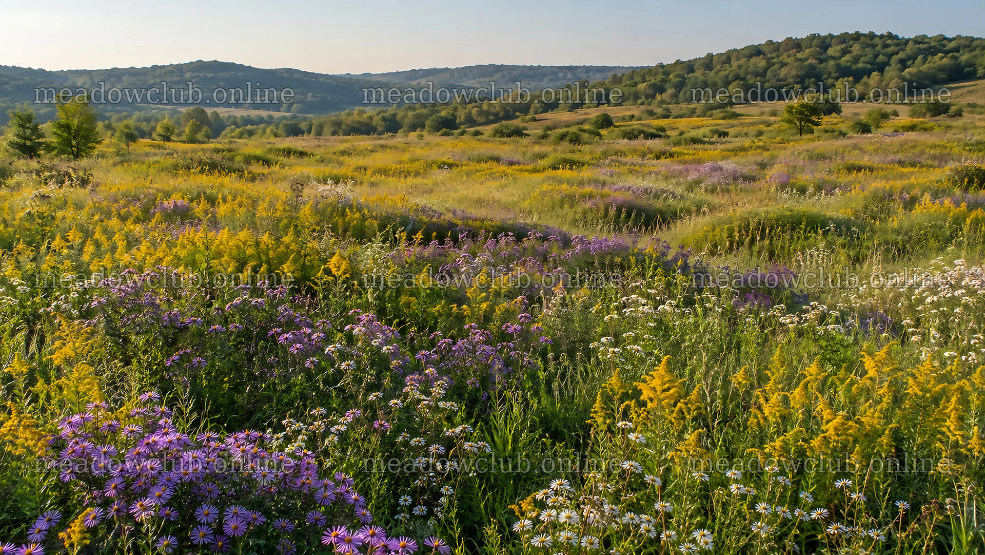 Colorful Wildflowers Across a Sunlit Meadow – meadow photos 10324x5812