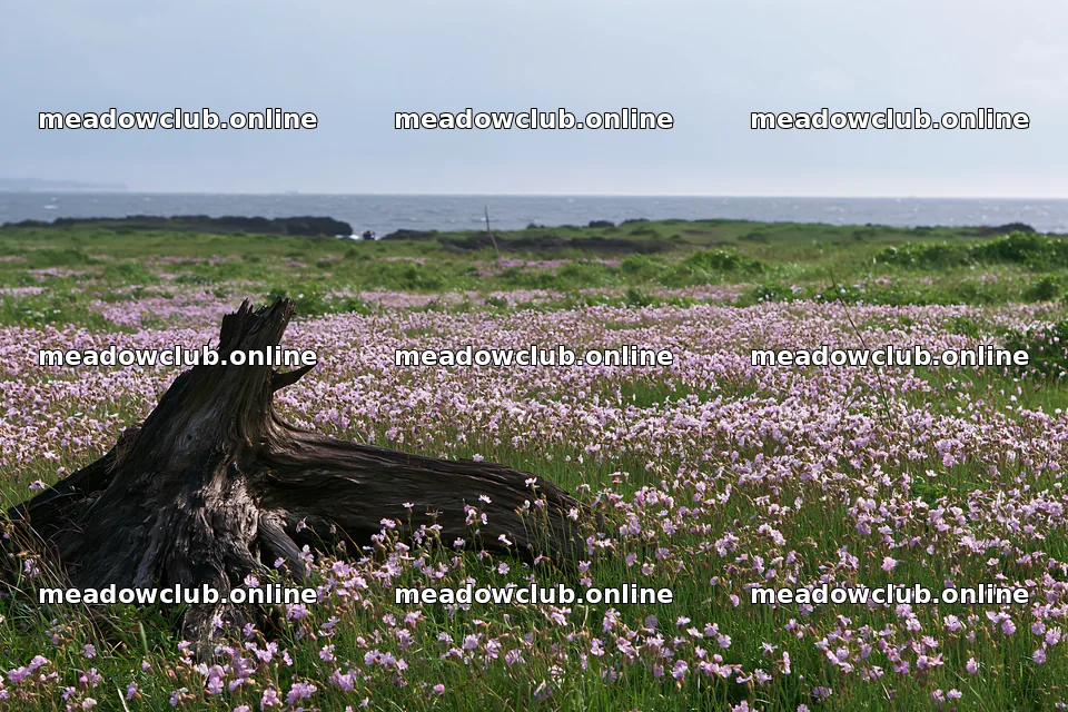 Chiba coastal climate meadow driftwood foreground with flowers – meadow photos 9722x6480