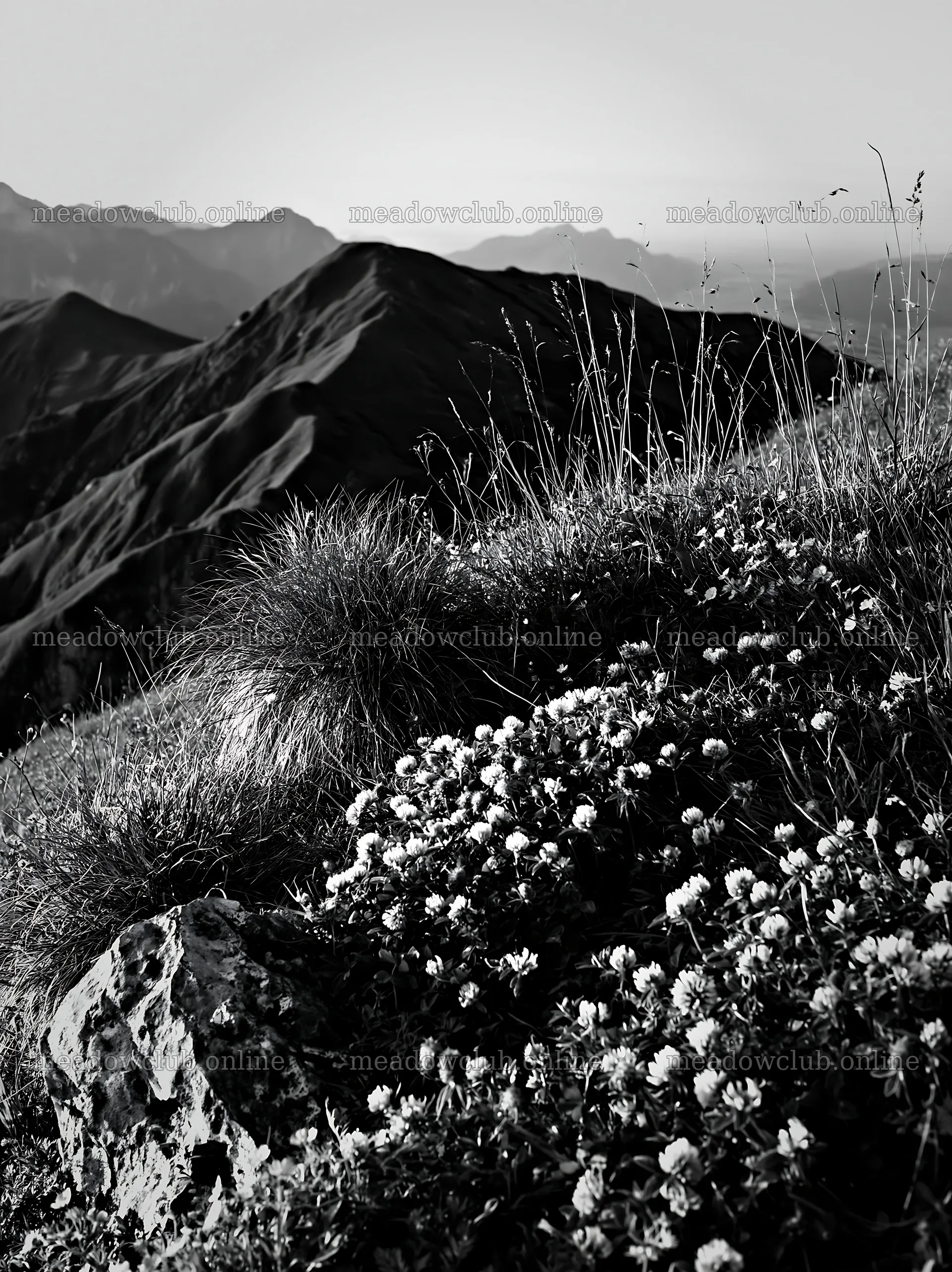 Clover speedwell meadow with mountain landscape in black and white – meadow photos 6866x9174