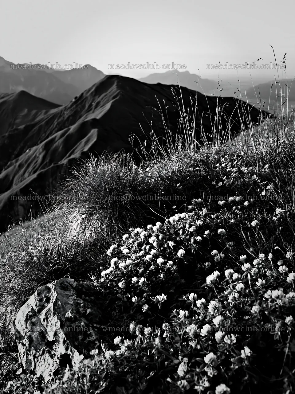 Clover speedwell meadow with mountain landscape in black and white – meadow photos 6866x9174