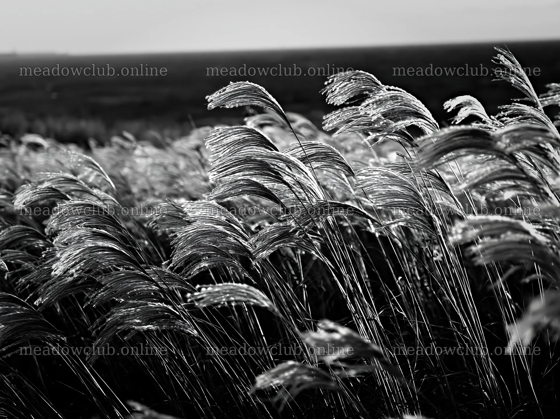 Climate-resilient Hokkaido silver grass meadow seedheads sway gently – meadow photos 9174x6866