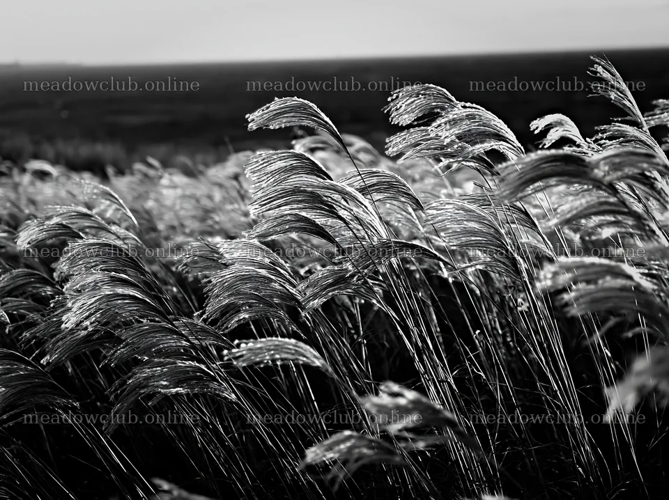 Climate-resilient Hokkaido silver grass meadow seedheads sway gently – meadow photos 9174x6866