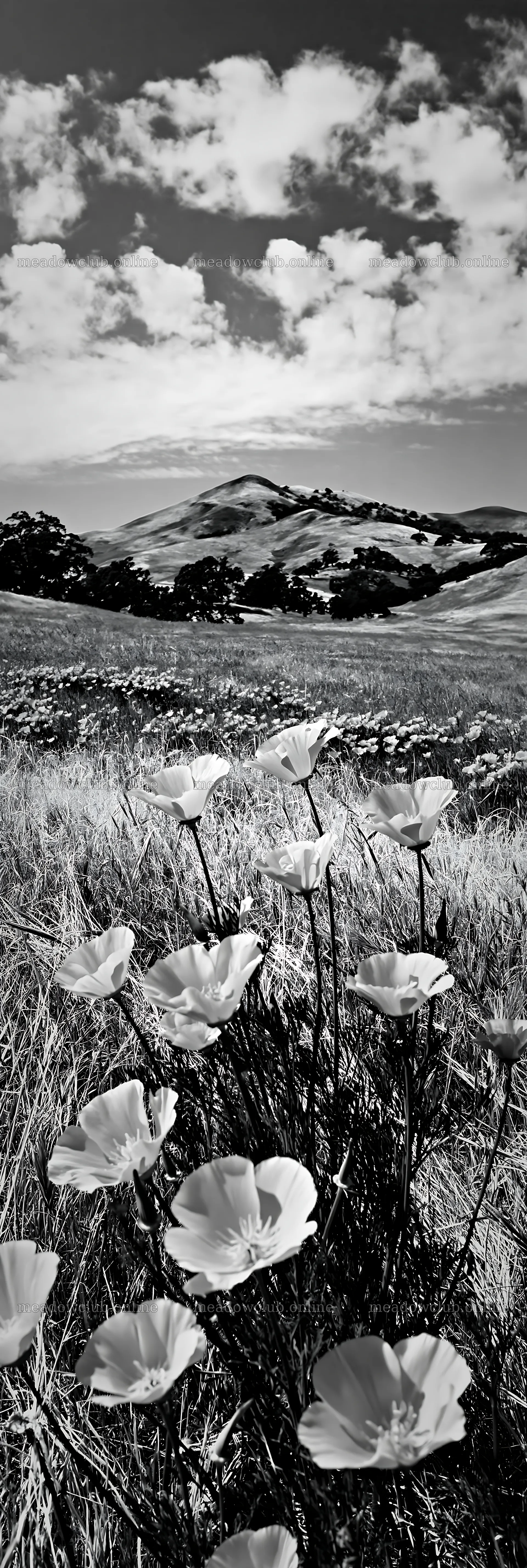 Regenerative meadow with flowers and hills under cloudy sky – meadow photos 4602x13690