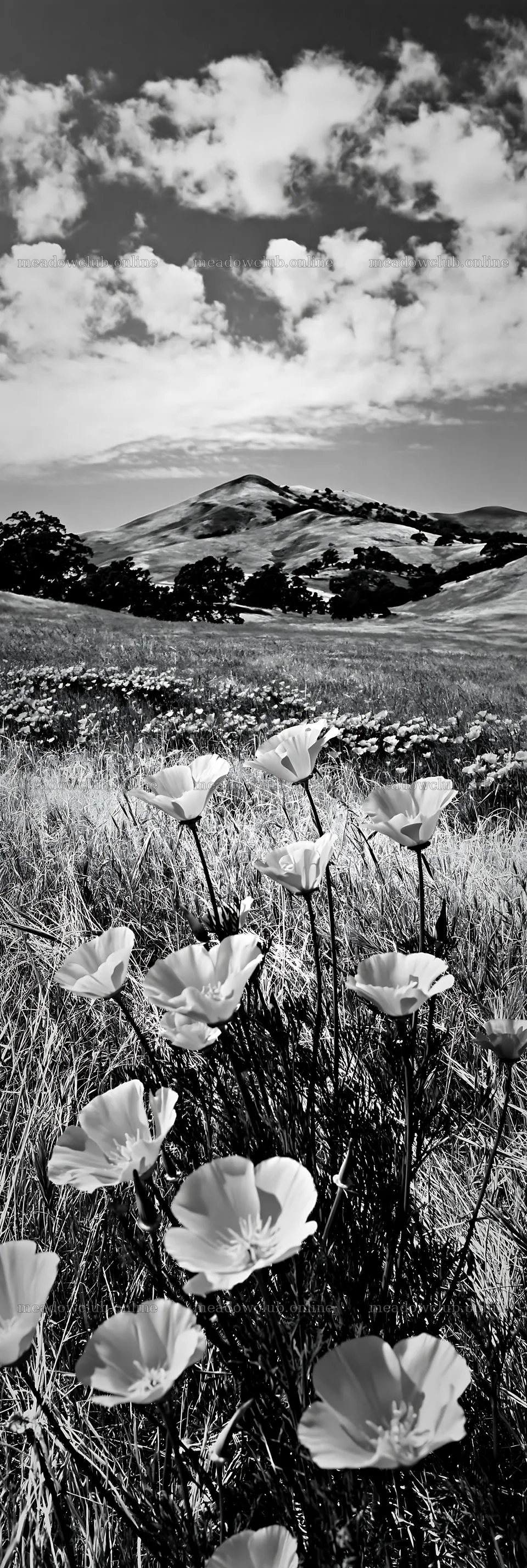 Regenerative meadow with flowers and hills under cloudy sky – meadow photos 4602x13690