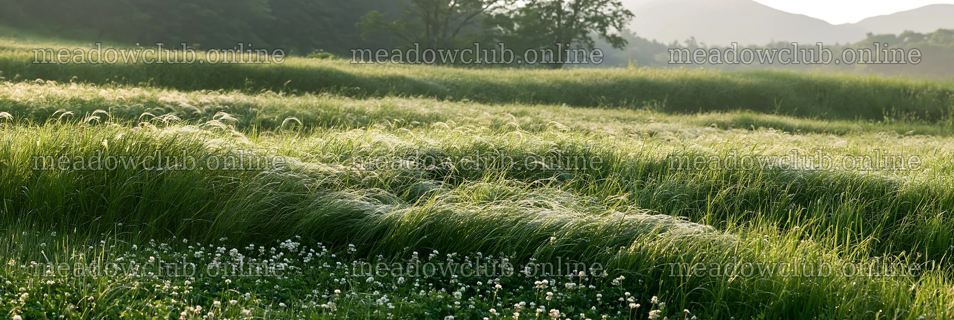 Miyazaki sunrise meadow dew covered sedges – meadow photos 13690x4602