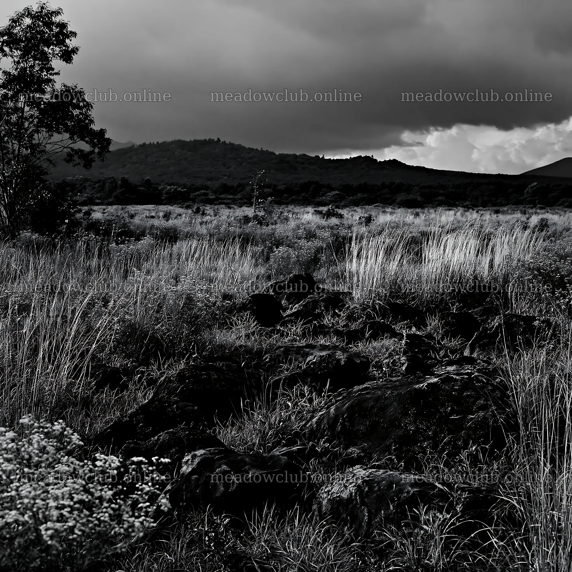 Yamanashi regenerative meadow with basalt stones under cloudy sky – meadow photos 7938x7938