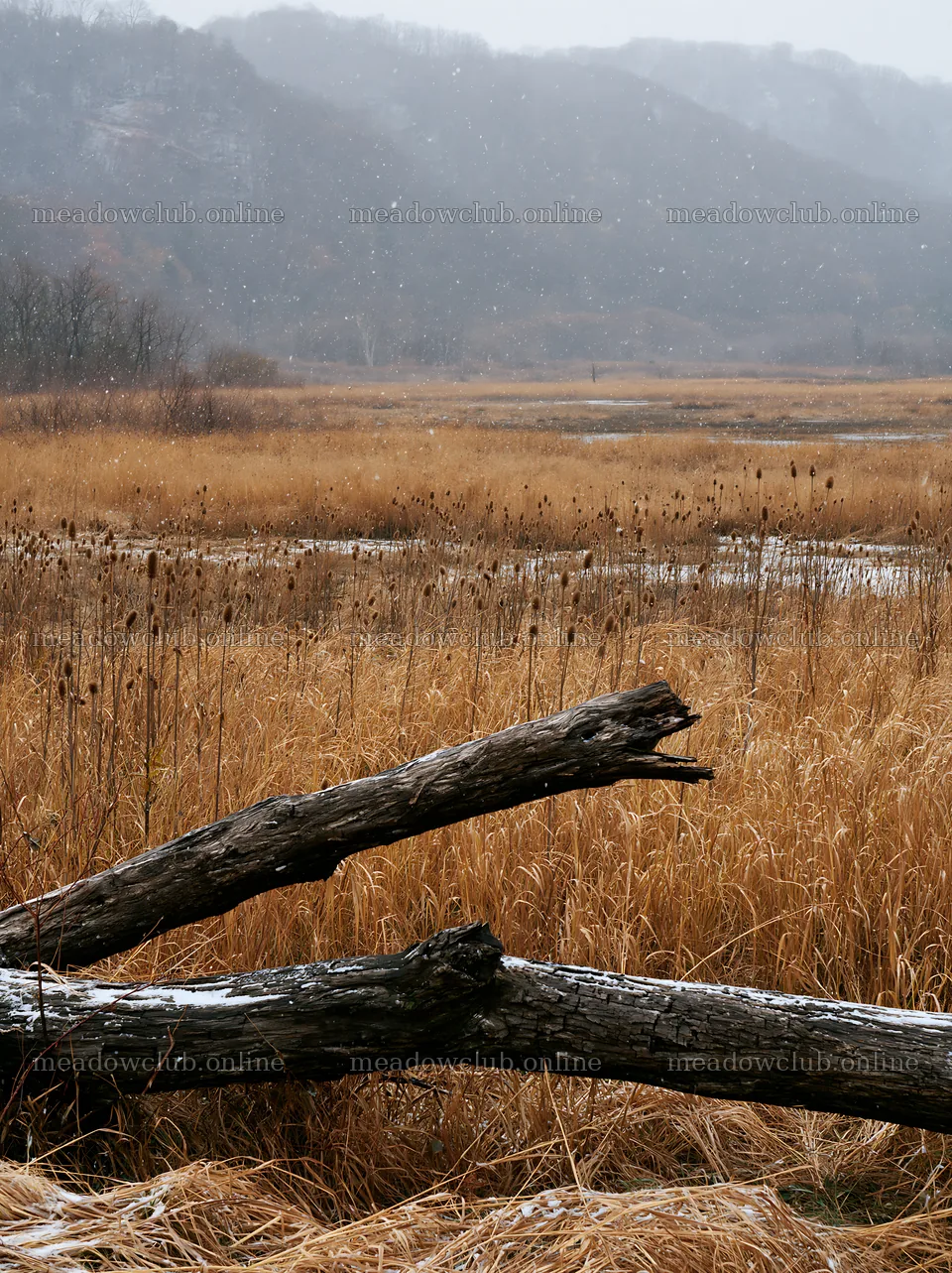 Yamagata rewilded meadow with fallen branch in the foreground – meadow photos 6866x9174