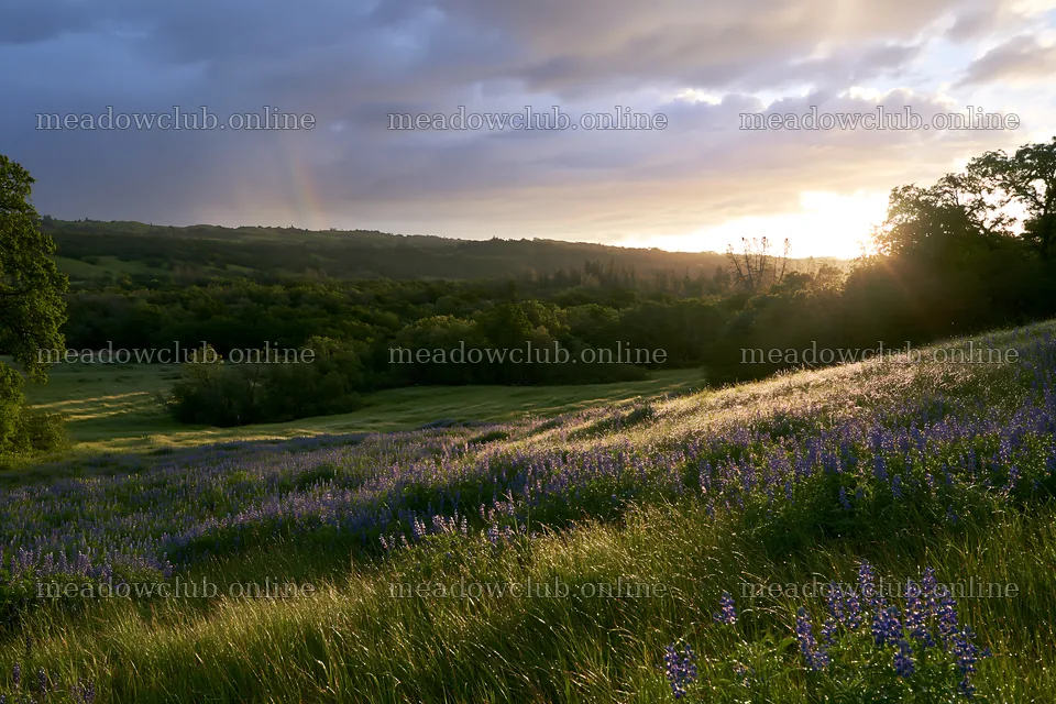 Bluebonnet meadow at sunrise in Texas countryside – meadow photos 9722x6480