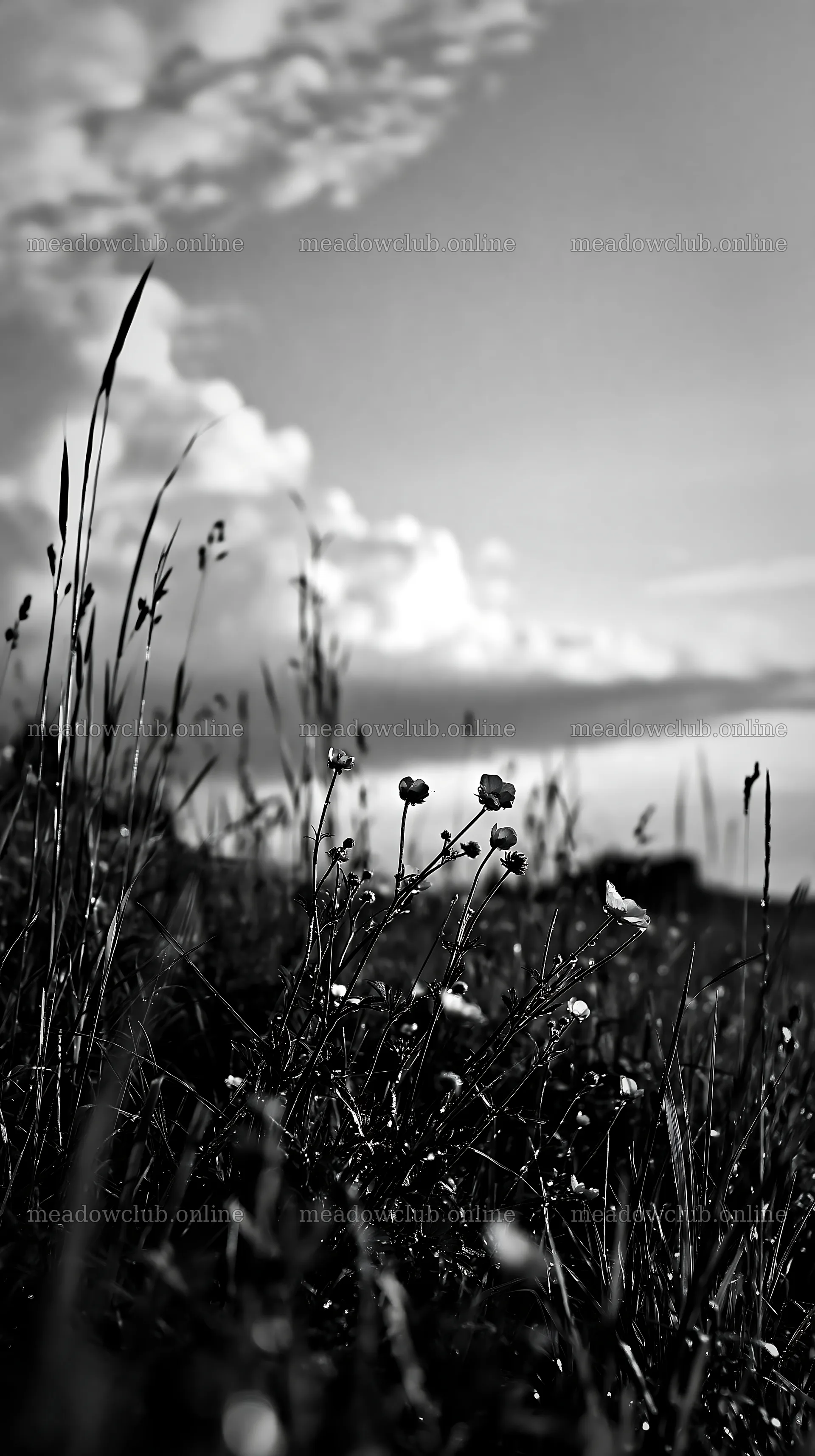 Flowers in a meadow under a cloudy sky – meadow photos 5938x10608