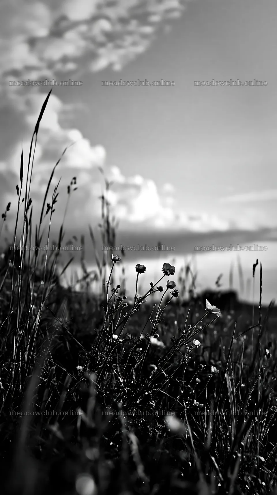 Flowers in a meadow under a cloudy sky – meadow photos 5938x10608