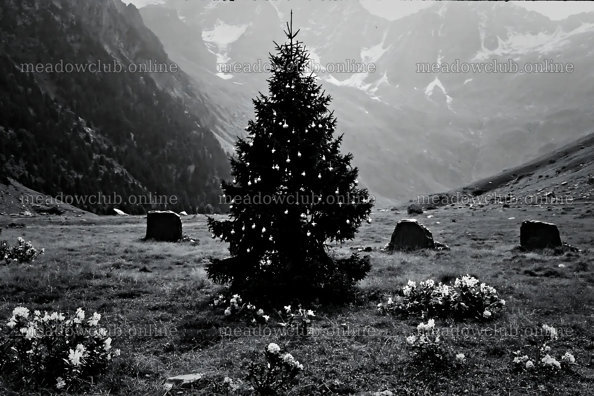 Christmas tree decorated with baubles in mountain meadow – meadow photos 9722x6480