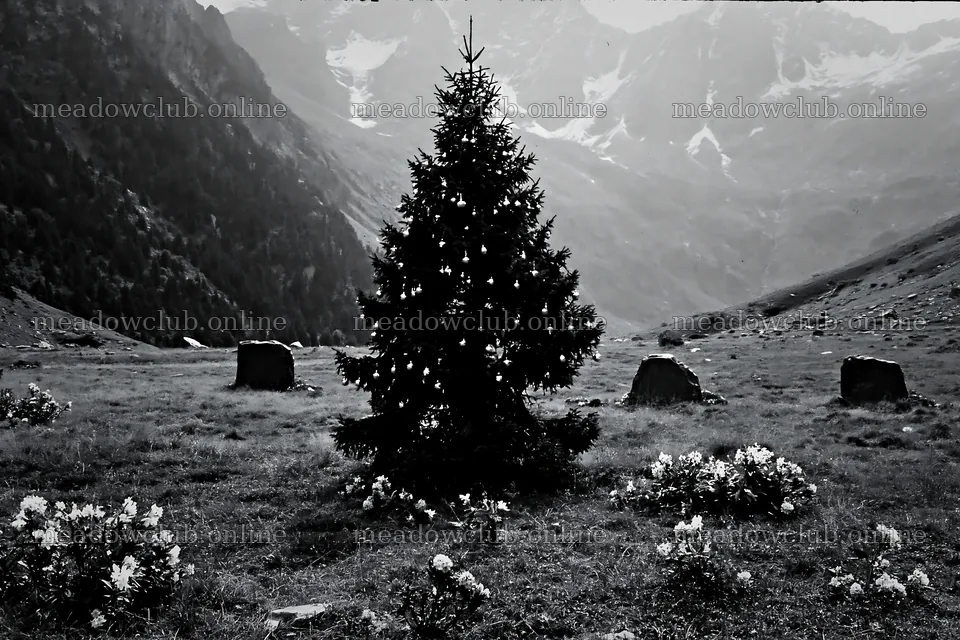 Christmas tree decorated with baubles in mountain meadow – meadow photos 9722x6480