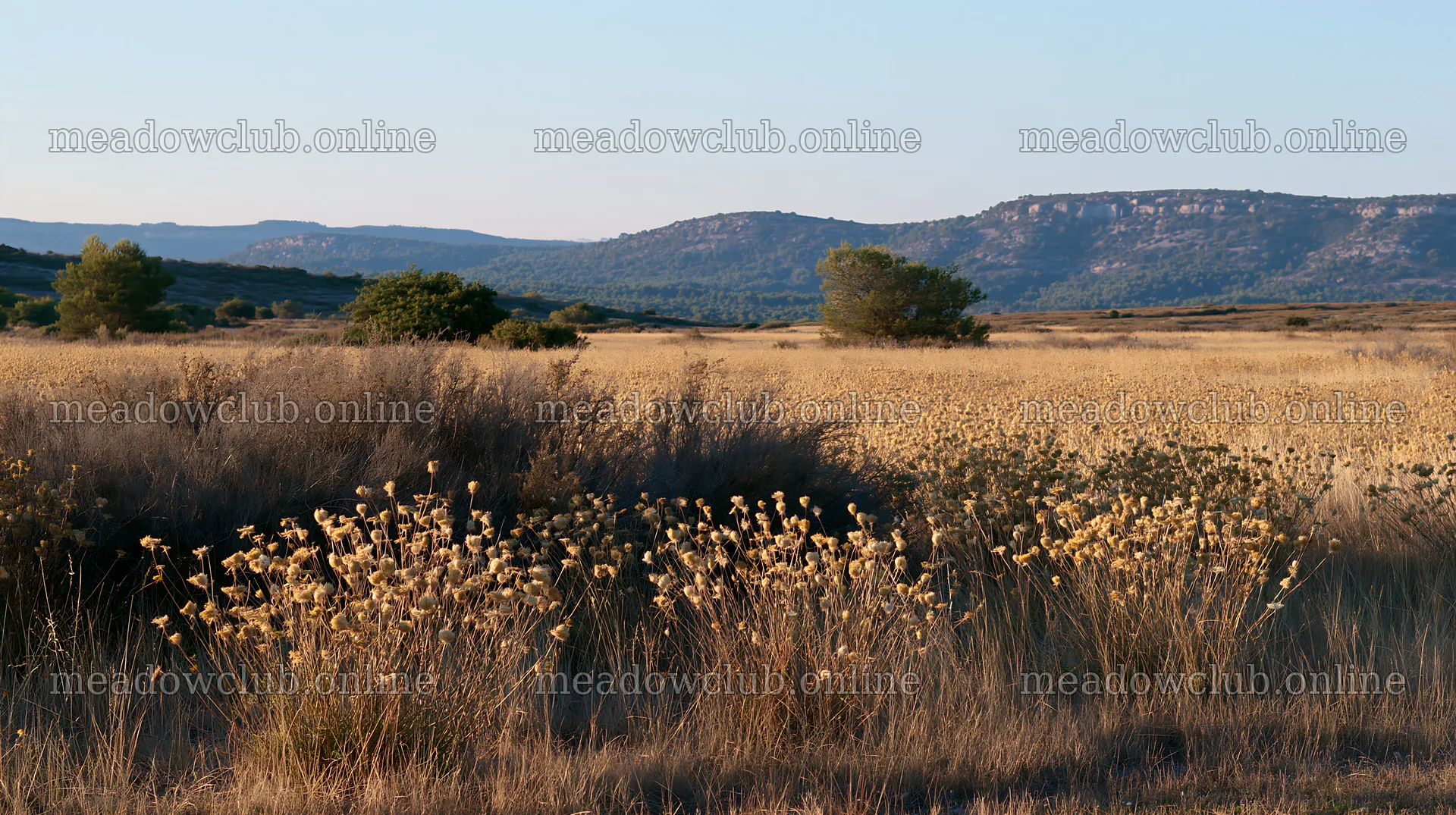 Meadow with seedheads and dry grass under a clear sky – meadow photos 10608x5938