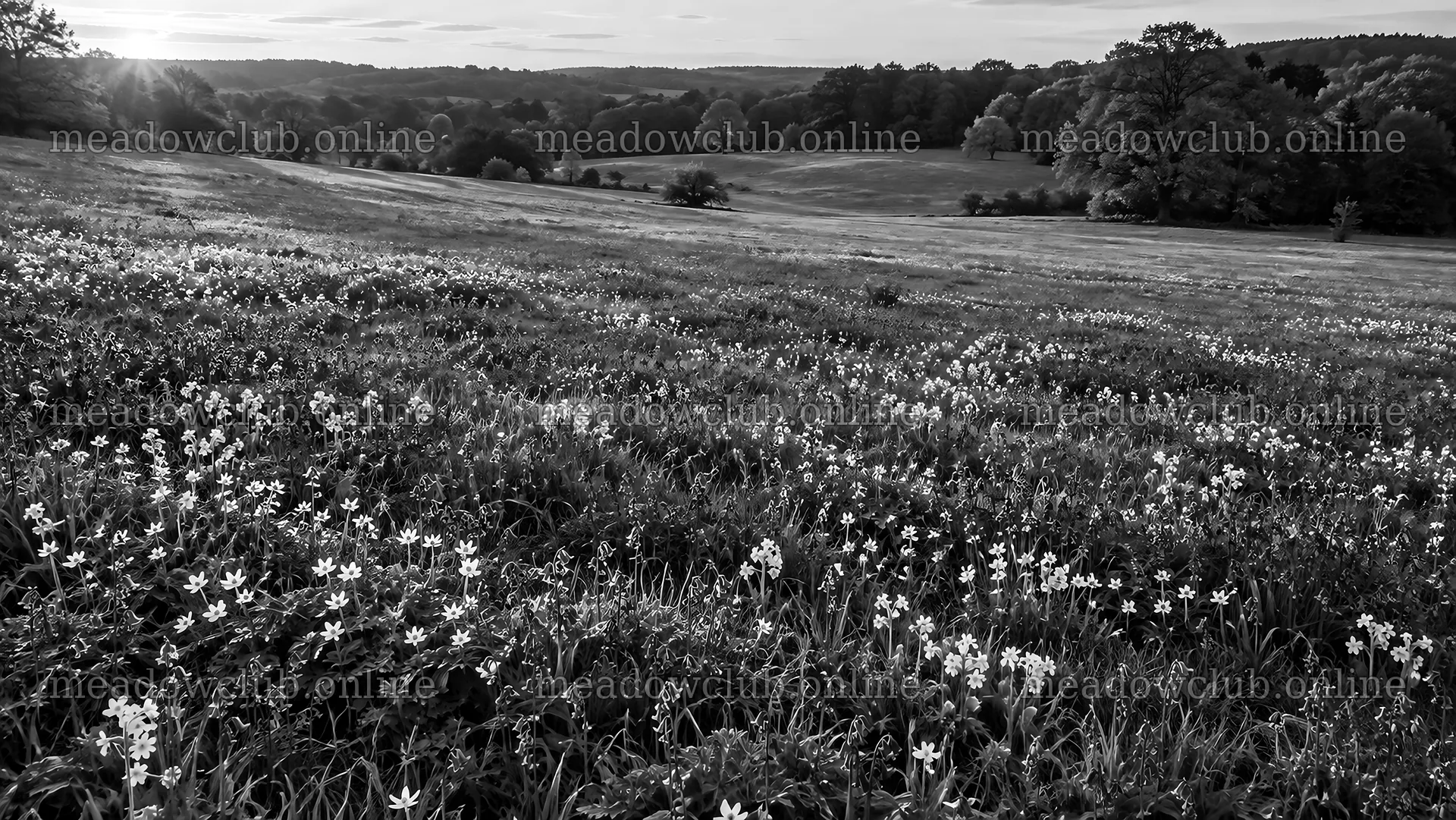 Spring Bulb Flowers Across a Meadow – meadow photos 10324x5812