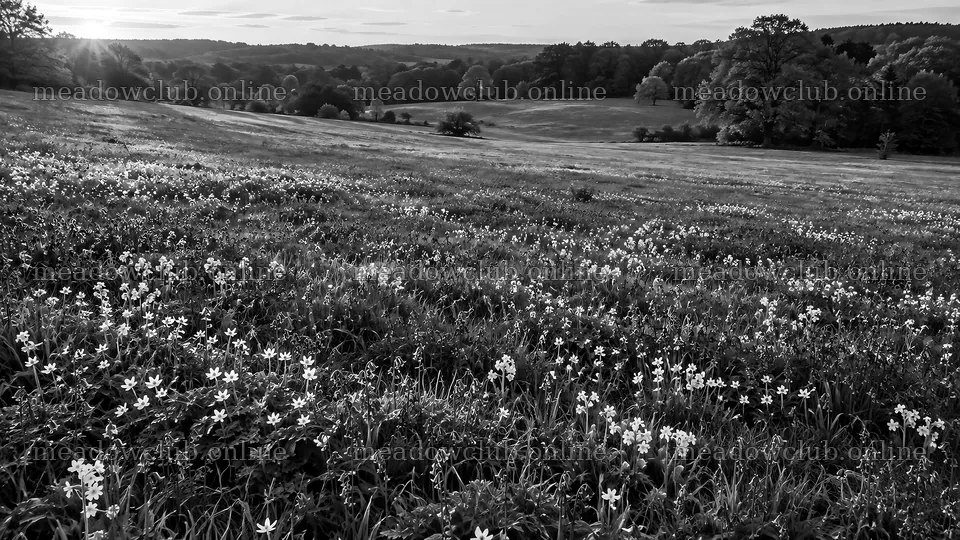 Spring Bulb Flowers Across a Meadow – meadow photos 10324x5812