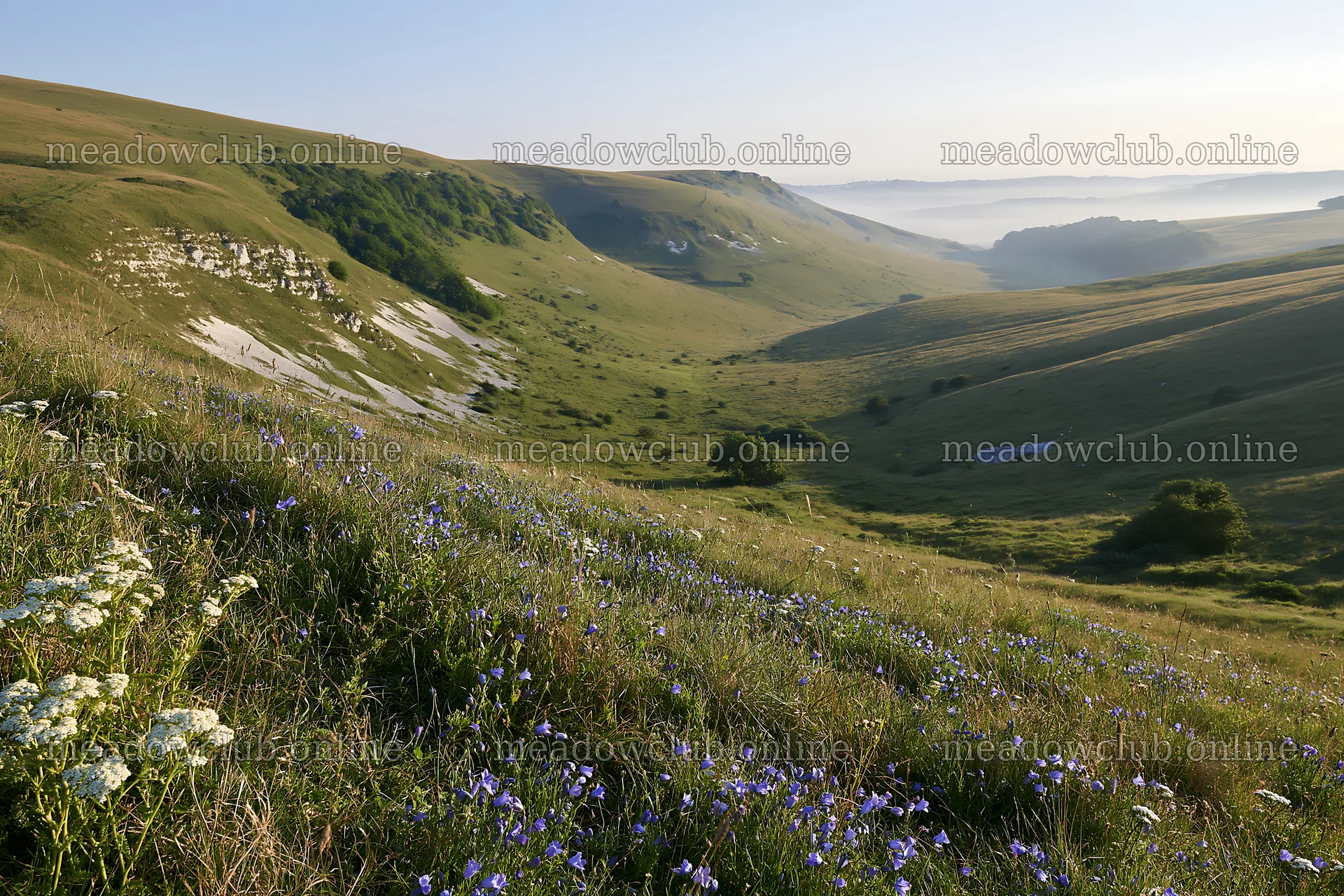 Sunny chalk meadow with wildflowers in the morning light – meadow photos 9722x6480