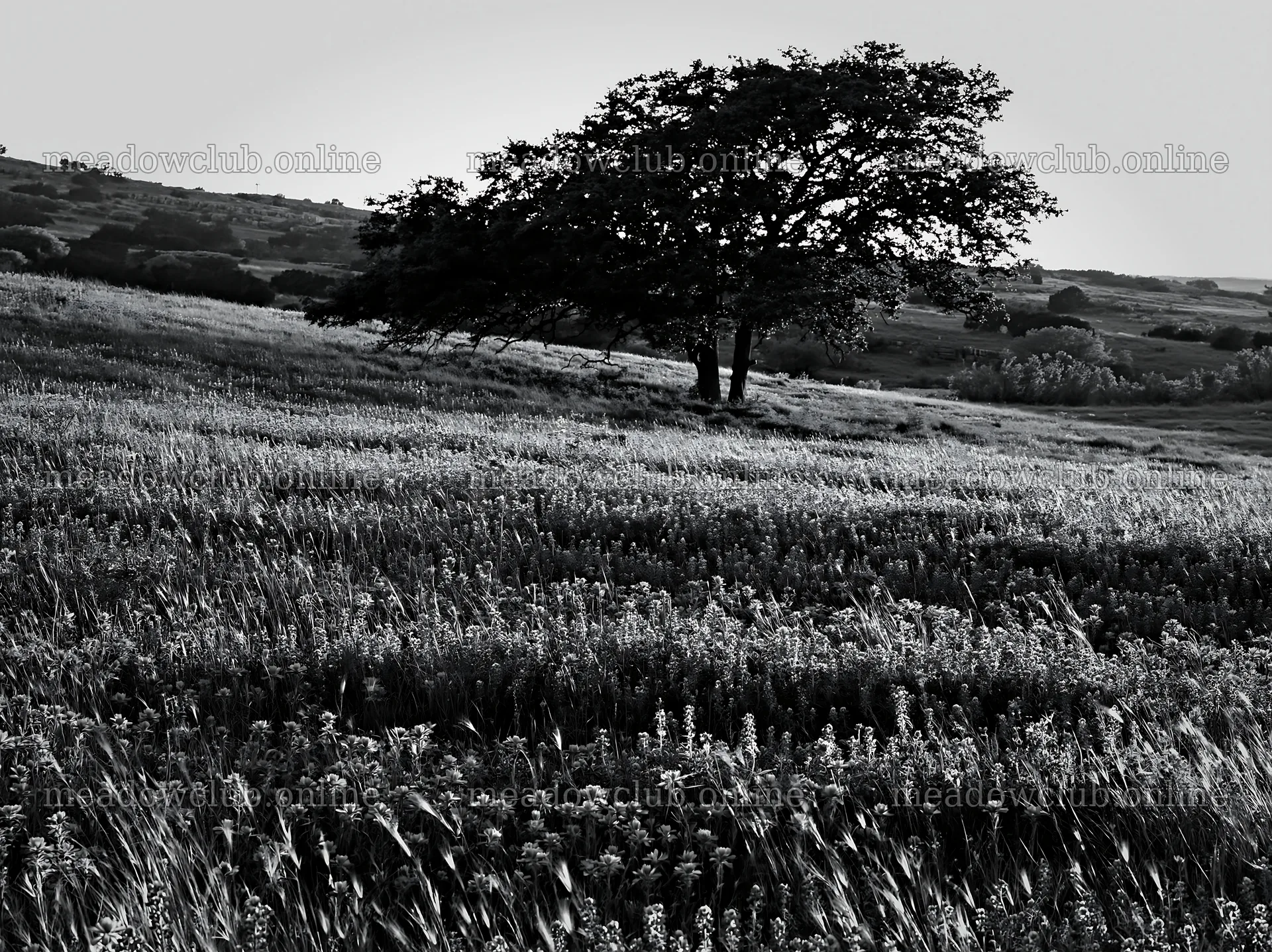 Regenerative meadow landscape with a single tree – meadow photos 9174x6866