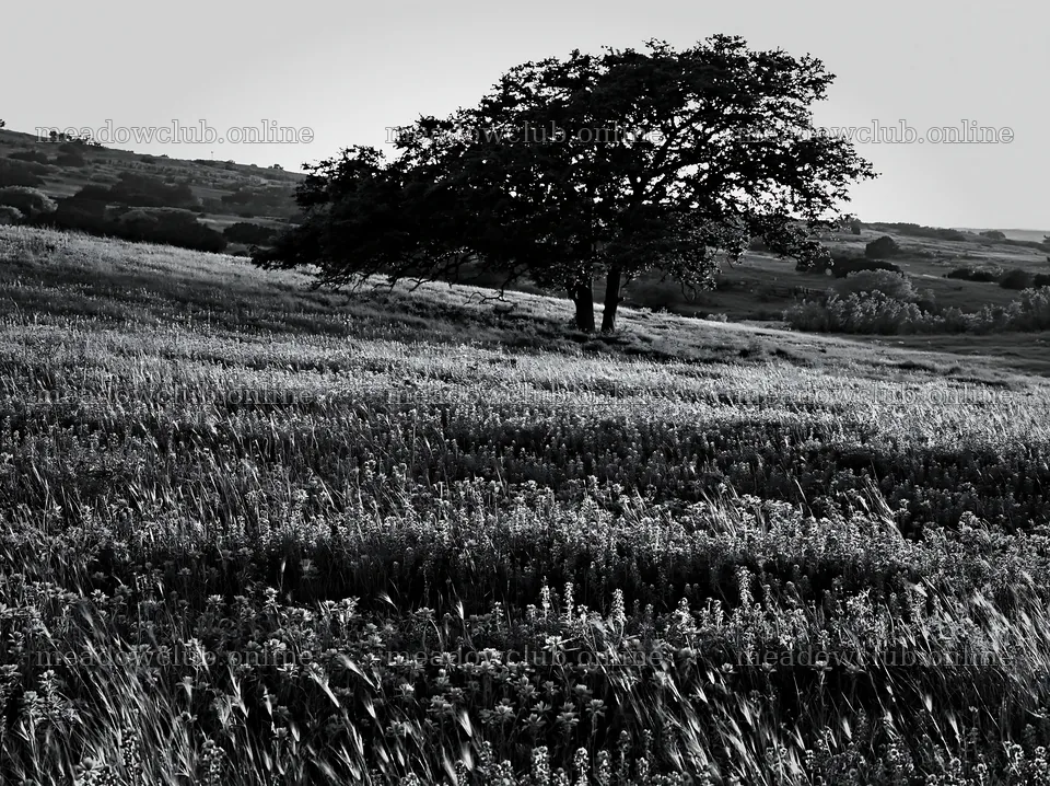 Regenerative meadow landscape with a single tree – meadow photos 9174x6866