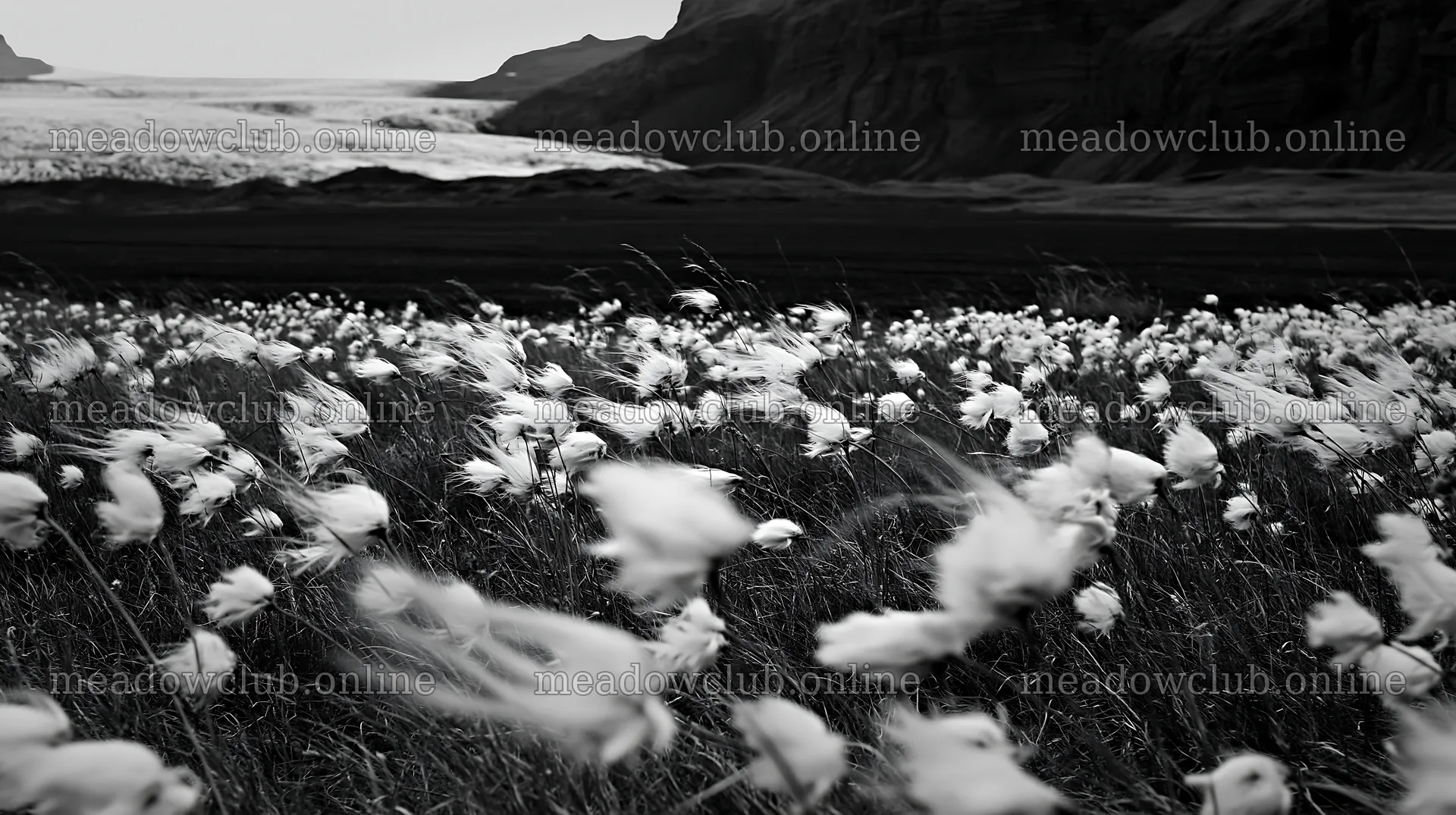 Meadow of seedheads swaying in the wind near a coastline – meadow photos 10608x5938