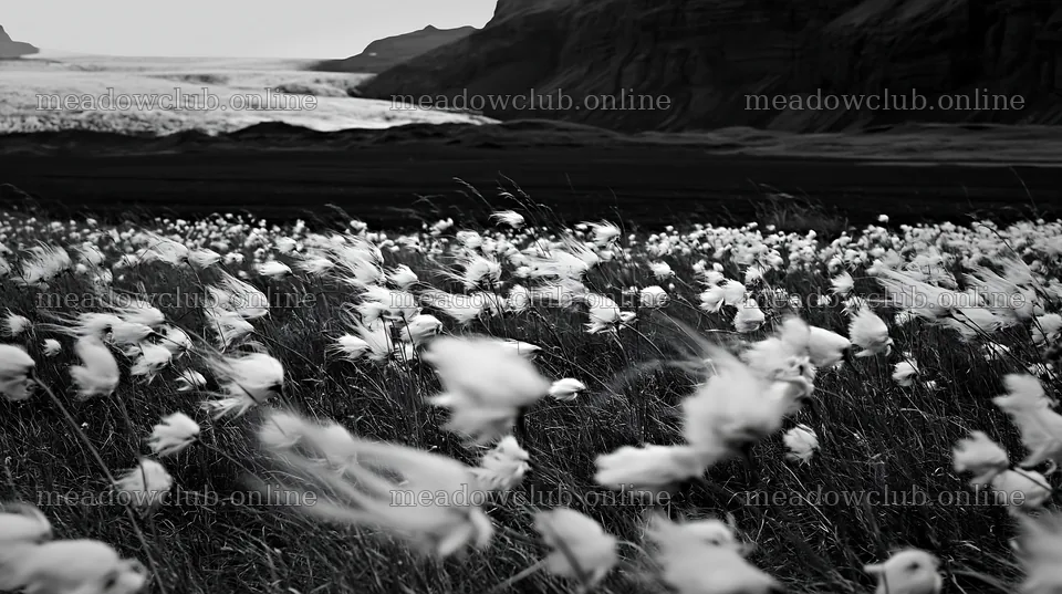 Meadow of seedheads swaying in the wind near a coastline – meadow photos 10608x5938