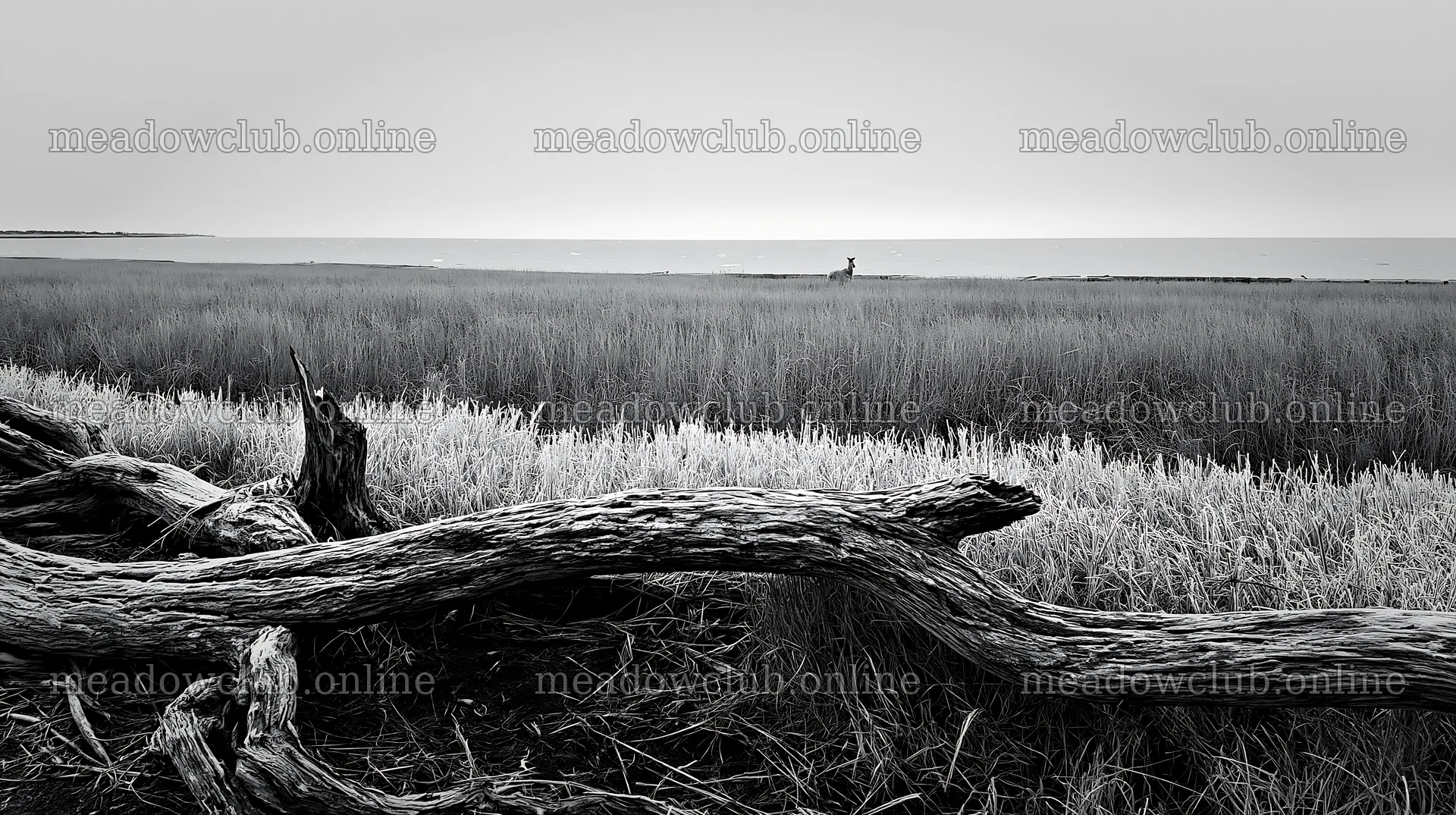 Chiba coastal climate meadow with driftwood in foreground – meadow photos 10608x5938